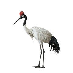 Obraz premium red crowned crane isolated on transparent background, png