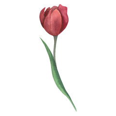 Watercolor illustration of a red tulip from the side with green stem and leaf isolated on a white background.Hand drawn