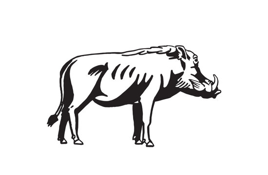Graphical boar isolated on white background, vector ink pen illustration	