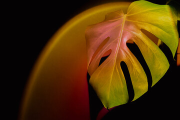 Indoors garden healthy space biophilia design. Monstera house plant with sunset lamp light....