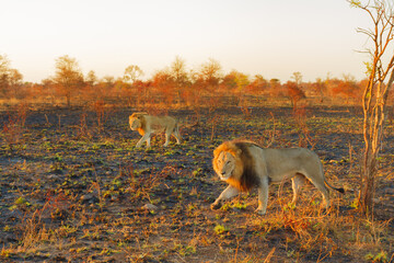 Side view of two male Lions walking in savannah at sunrise light in Kruger National Park, South Africa. The lion is part of Big Five. Panthera Leo in natural habitat dry season.