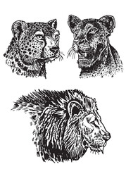 Graphical set of lions on white background, ink pen illustration. Typography design , animals