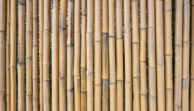 Texture of bamboo fence, wooden pattern background and nature light