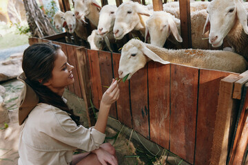 A woman petting a flock of sheep at a farm in thailand, asian woman petting sheep at a farm in thailand, asian woman petting sheep