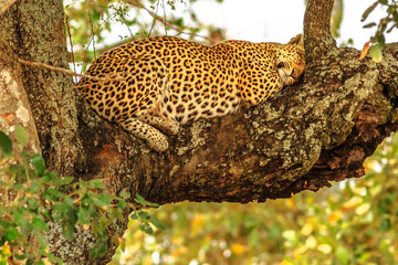 African Leopard, Panthera Pardus, sleeping on a tree in nature habitat. Big cat in Kruger National Park, South Africa. The leopard is part of the popular Big Five.