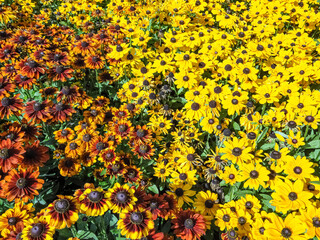 yellow flowers background