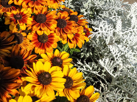 yellow flowers background - Powered by Adobe