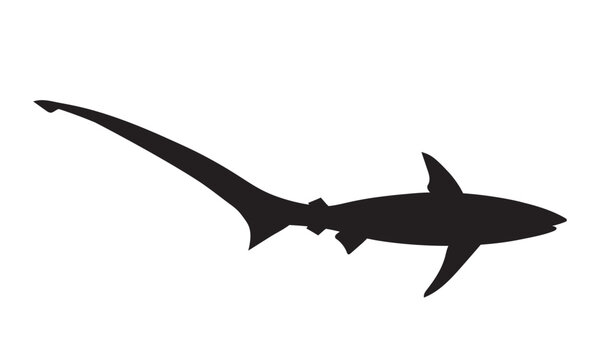 Black silhouette of shark. Vector image.