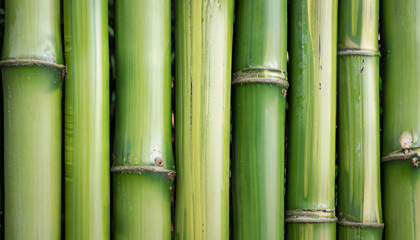 green bamboo fence background, close up & macro shot, vertical