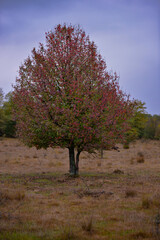 Pyrus communis tree in the wilderness. Colorful wild tree leaves in the autumn on a rainy day