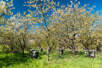 Fototapeta na wymiar Beehives in cherry blossom in a cherry orchard