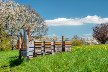 Beehives on a dandelion meadow in front of flowering cherry trees