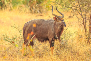 Side view of Greater Nyala male, a species of antelope, standing in bushland, Kruger National Park, South Africa. Game drive safari in dry season. Tragelaphus Angasii species.