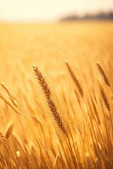 golden wheat field