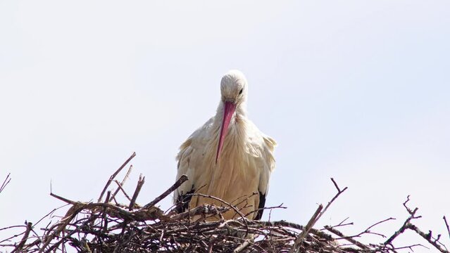 one White stork (Ciconia ciconia) stands in its nest and looks after the chicks on a summer morning, Erfurt, Thuringia, Germany, Europe