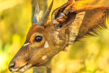 Portrait of side view of young Nyala male, a species of antelope. Game drive safari in Tembe Elephant Park, South Africa. Tragelaphus Angasii species.