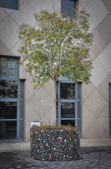 Urban planter with a tree, Madrid, Spain