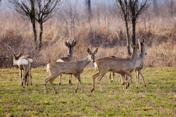 Naklejka na ściany i meble group of deer grazing in a field, at the beginning of spring.