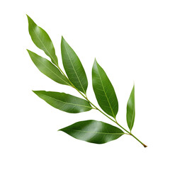 Fresh Laurel Leaf Sprig Displayed Isolated