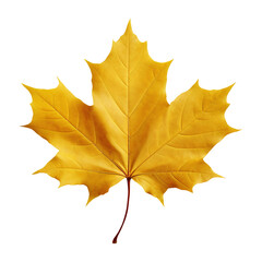 Fototapeta premium Vibrant Yellow Maple Leaf Isolated