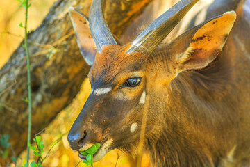 Portrait of young Nyala male, a species of antelope, eating, Tembe Elephant Park, South Africa. Game drive safari. Tragelaphus Angasii species. Side view.
