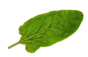 Green burdock leaf isolated on a white background
