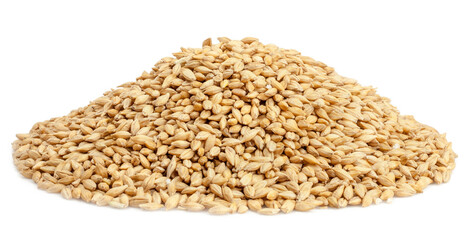 Barley isolated on a white background