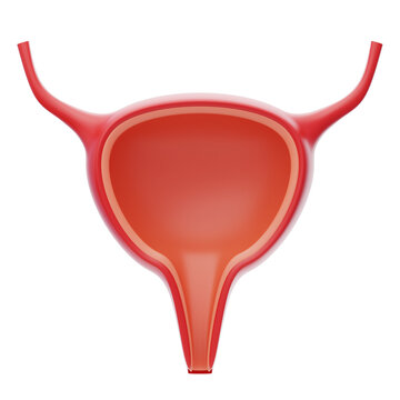 Bladder 3D Icon. Urinary system. Human organ 3d illustration