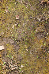 Top view of soil texture with grass. Earth background, green sprouts. A bare field overgrown with grass. Field problems