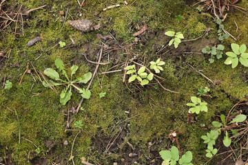 Top view of soil texture with grass. Earth background, green sprouts. A bare field overgrown with grass. Field problems