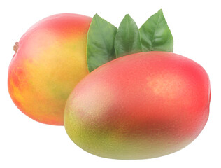 Mango fruits isolated on a white background