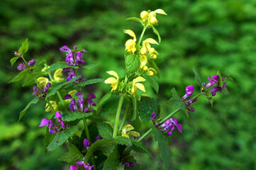 Lamium purpureum and Lamium galeobdolon in one bouquet