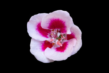 Pelargonium peltatum (Ivy Geranium) pink flower in bloom isolated on black background