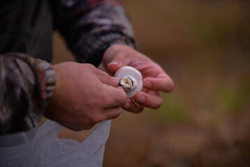 Identification of Agaricus campestris fungal plants in their natural environment. Collecting edible field mushrooms in wet weather