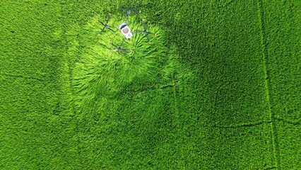 Modern technologies in agriculture. Agriculture drone fly to sprayed fertilizer on the fields,  Smart farm 4.0 concept, artificial intelligence, digital twin, 5G, industry 4.0 technology to improve