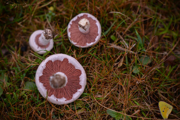 Identification of Agaricus campestris fungal plants in their natural environment. Collecting edible field mushrooms in wet weather
