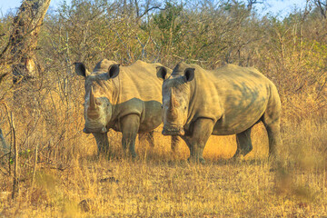 Front view of two Black Rhinoceros, Ceratotherium simum, standing in the bushland. Game drive safari in dry season in Kruger National Park, South Africa. The Rhino in one of the popoluar the Big Five.