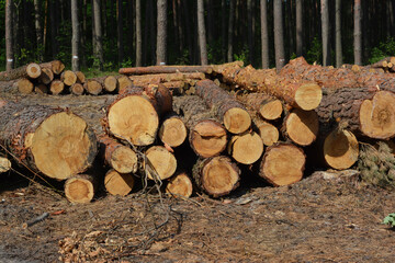 Piles of pine logs cut down in a forest. Pine tree forest.