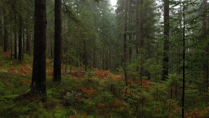 Beautiful evergreen trees forest landscape.