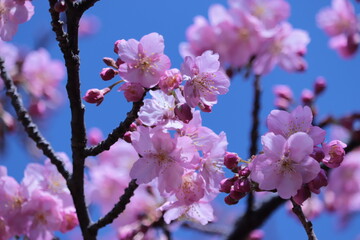 cherry blossom