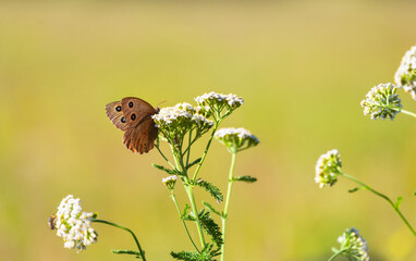 Minois dryas or dryad is butterfly of family Nymphalidae of a gray-brown color with two eyes on the upper wings drinks nectar from yarrow flowers on a sunny summer day