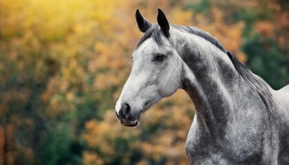 Obraz na płótnie Canvas Beauty portrait of gray horse. Domestic animal. Green background.