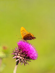A beautiful pearlescent Argynnis paphia butterfly with a brown pattern on its yellow-orange wings drinks nectar from a pink thistle flower on a summer sunny day. Natural blurred light green background