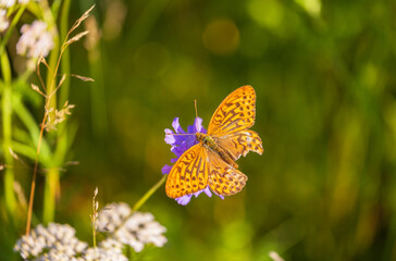 Beautiful pearlescent butterfly Argynnis paphia from family Nymphalidae with brown pattern on yellow-orange wings in flower glade on field geranium flower on summer day. Natural blurred background