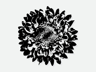 Flower engraving vector illustration. Scratch board style imitation. Black and white hand drawn image. llustrations for poster, background or card.