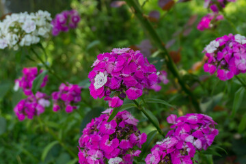 A bunch of bright purple and white flowers (Dianthus barbatus Harlequin) on the green grass.