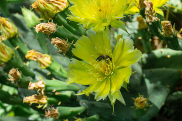 Yellow cactus flower - Opuntia chlorotica. A bee sits on a flower and collects nectar. Dried flowers and cactus branches on background. - Powered by Adobe