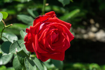 Close-up view of red rose on a stem with leaves against the background of green plants. Stems, leaves are visible.