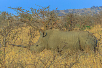 Side view of white Rhino standing in the savannah, dry season. Safari in Hluhluwe-Imfolozi Park, South Africa. The hunting reserve of Umfolozi has the highest concentration of rhinos in the world.