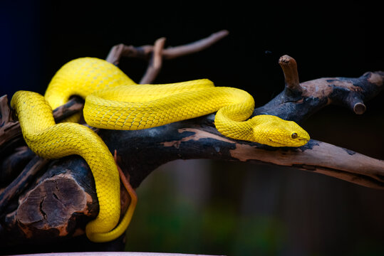 snake on a branch